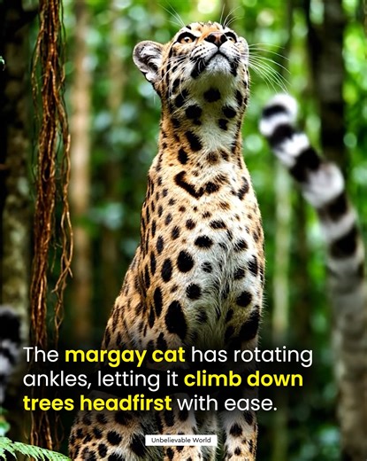 Did you know the margay can rotate its ankles enough to climb down trees headfirst? 🐆🌳 Native to Central and South America, this small wild cat is a true arboreal acrobat — one of the few animals on Earth with joints so flexible it can hang from a branch by a single foot or sprint through the canopy in pursuit of prey. With agility that would make a monkey jealous, the margay proves one thing: when nature designs for survival, it also designs for elegance. #fblifestyle | Unbelievable World