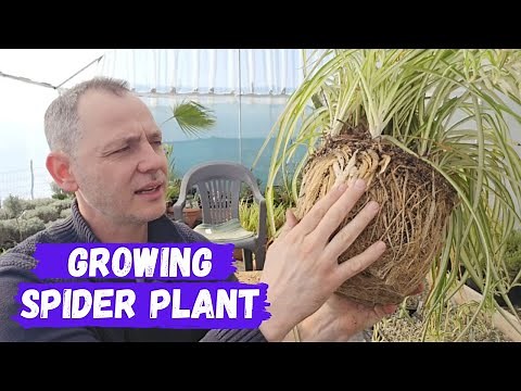 SPIDER PLANT | REPOTTING AND CARE GUIDE!