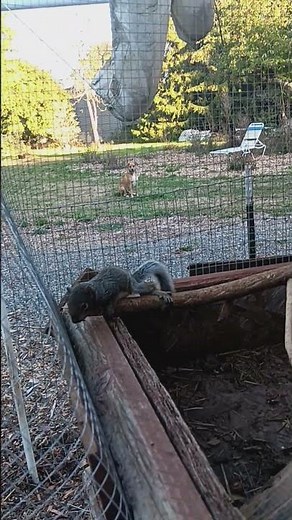 Squirrel obstacle course