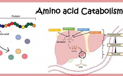 阿三教你—氨基酸代谢和尿素循环Amino acid catabolism (Transamination | Deamination | Urea cycle)