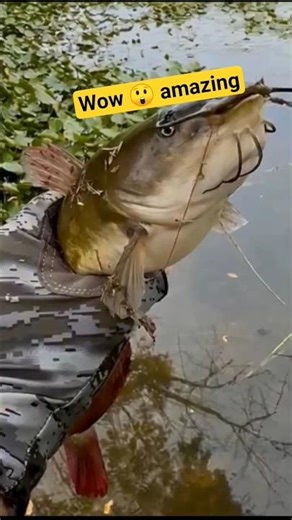 💥wow amazing fish🐬 #shorts #shortsfeed #shortsviral #fish