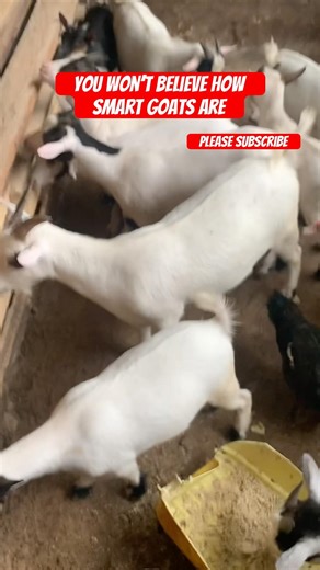 You won’t believe how smart goats are#shorts #viralshorts #goat #goatfacts #goatfarming