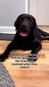 34K views · 2.2K reactions | This house is a prison  #blacklab #labrador #labradorretriever #lab #dog #puppy #blacklabpuppy #blacklabrador #retriever #blacklabsquad #dogmom #labmom #cutedog #puppylove #puppylover | Remi and Walter | Facebook