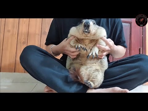 sometimes held and cuddled with marmot