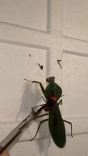 @the_animals_dailylife on Instagram: "Praying mantises are terrifying. Can you imagine if they were the size of humans? Praying mantises have elongated bodies and large, spiky front legs that they use to capture and devour their prey, which can range from small insects to even larger animals like lizards and hummingbirds. Additionally, their large, bulging eyes and the way they swivel their heads to track their prey can be unsettling to some people."