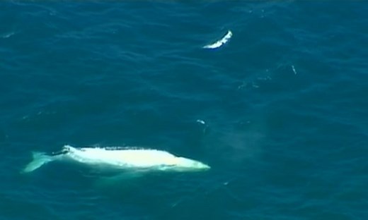 White whale Migaloo spotted off Australia’s Gold Coast – video