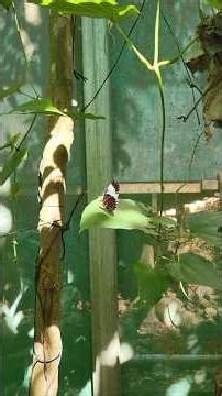 Butterflies Flying Around at Eden Maya Roatan Honduras #wildlife