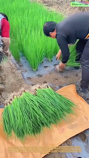 Lignes vertes : deux méthodes, une seule culture, des siècles de débat