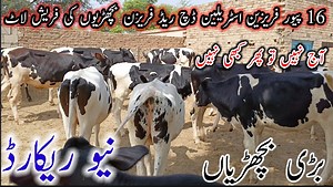 94 reactions · 3 comments | PK Bachri farm||16 Australian Friesian Jersey Cholistani|| Bachria||27 September 2023||Pk Janwar TV||#dairycow #HFCOW #bigcow #cowforsale #cow #janwarmandi #pashumandi #Cowbaby #CowBabies #CowBabyPrice #Bachrian #Wachian #Calf #heifers #GairlandoCholistanijersey# | Pk Janwar TV | Facebook