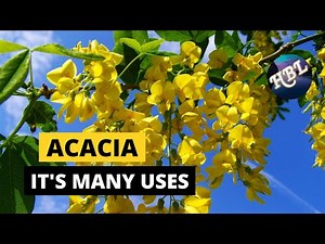 The Many Uses for Acacia