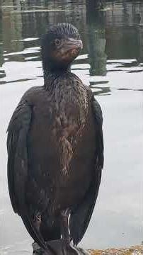 Cormorants #waterbirds #birdswatching