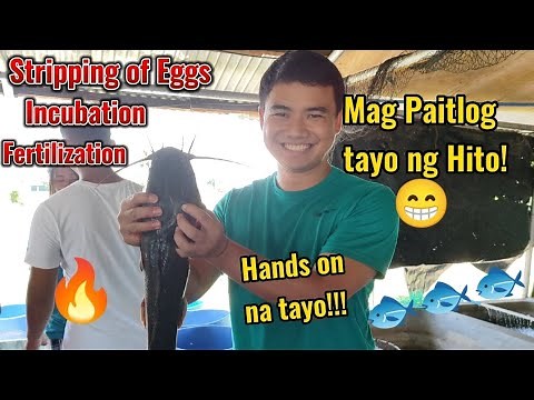 Part3 - Hito (Catfish) Hatchery Operation Hands on- Stripping, Fertilization and incubation!#catfish