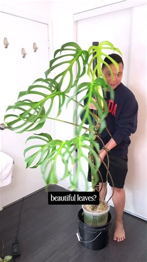Monstera Burle Marx Flame 🔥 an AMAZING plant