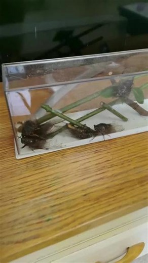 一只也是玩，多抓几只一起玩 #昆虫生存记 #昆虫饲养