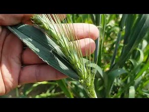 life cycle of wheat plant | wheat growth stage based | wheat crop cycle 2020 | Pakistan