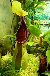 Nepenthes spathulata - Alchetron, The Free Social Encyclopedia