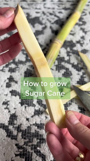 How to grow Sugar Cane. You cane do it🍦🌱 Sugar Cane is tall, it can grow between two to six metres in height. It has dense, fibrous stalks that store carbohydrates in the form of various sugars. When you cut off the surrounding layer of stalk and reveal the inner, crunchy, softer flush, you can chew it and release the sugary goodness stored in the stems that is also often juiced and can be consumed like a drink! You can boil it and thicken it, you can spin it to produce crystals for raw sugar,