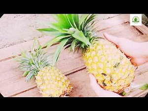 How to grow a pineapple | how to grow pineapples | how to grow pineapple tops, | simple and easy way