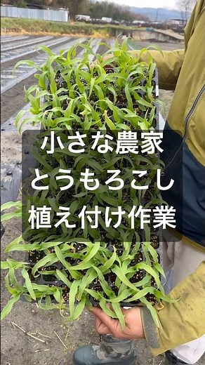 小さな農家とうもろこしの植え付け作業