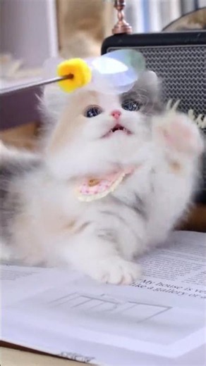 Miniature Long-haired Cat: The Cutest Sanhuamao Show