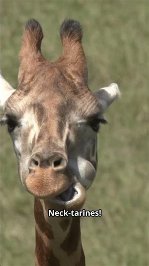 This Giraffe Joke Will Make You Giggle! 🦒