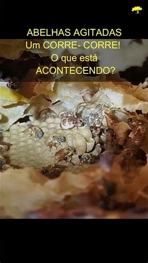 Are your BEES like THIS? Understand WHY!". #bees #tips #nativebees