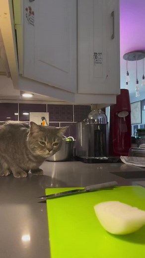 Playful Cat Takes on an Onion in the Kitchen