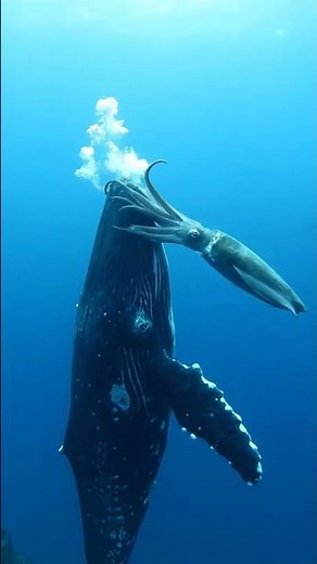 Massive Whale vs Giant Squid Deep Sea Showdown