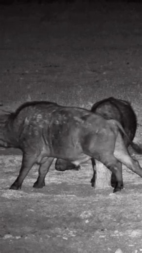 5.5K views · 97 reactions | No shame in the scratch game #WildAndItchy #BuffaloHacks #NatureKnowsBest #AfricamLive | Africam | Facebook