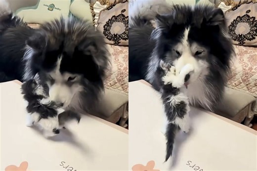 雪橇犬「叼回一堆浪貓當孩子養」 長大後通通沒人要理牠走心了：都是不孝子 | udn寵物部落