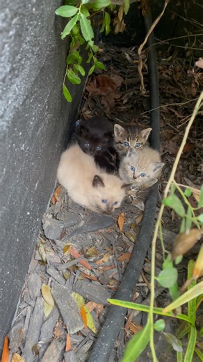 Who wants deez kitties | Charles Christian