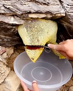46K views · 62 reactions | Harvesting honey from natural beehive Partner: بوطويق العرب | Hungry Panda | Facebook