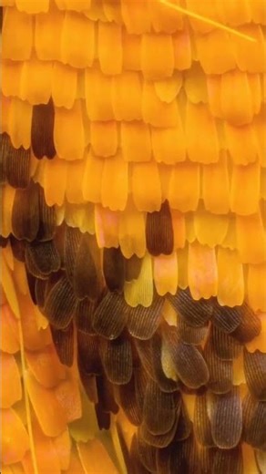 Butterfly Wing Under the Microscope in Super Zoom! 🤯