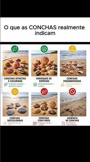 QUAL VOCÊ JA VIU? #conchas #biologia #vidamarinha #praia