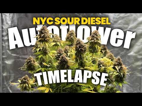 Timelapse - NYC Sour Diesel - 56g Autoflower - Seed to Harvest - Spiderfarmer SE1500 - 40 Watt Grow