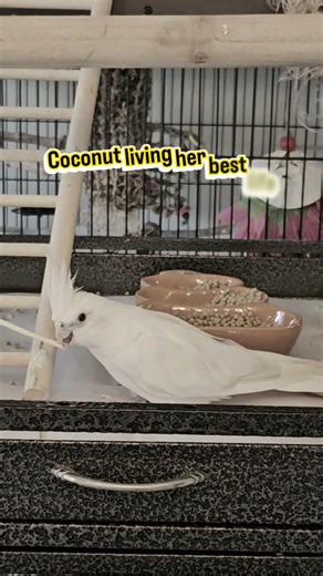 Pebbles Dropped Her Stick… Then Instantly Regretted It 😂 | Cockatiel Drama