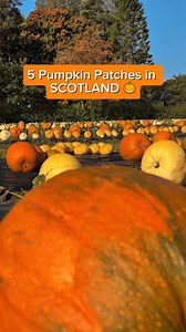 Who’s got pumpkin picking in #Scotland on their to-do list?! 🎃🌾 Here’s a few PYO patches not to miss this year: 🎃 Cairnie Fruit Farm, Fife 🎃 Clackmae Farm, Scottish Borders 🎃 Craigies Farm Shop, South Queensferry 🎃 Arnprior Farm, Stirling 🎃 Broadslap Fruit Farm, Perthshire Where would you recommend pumpkin picking in Scotland? ⚠️ booking in advance recommended to avoid overcrowding! Go Rural Scotland 🎥 VisitScotland | VisitScotland