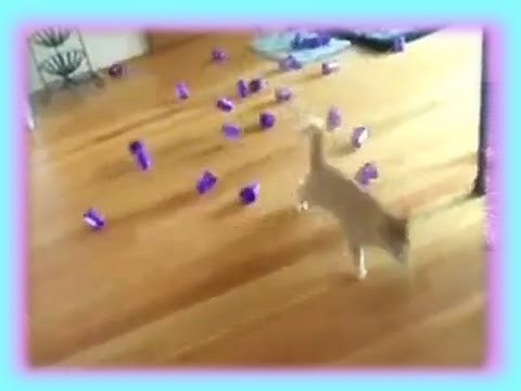 Cat Laser Bowling