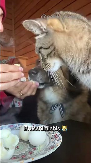 BRUSCHIMICHIS 308 - #shorts