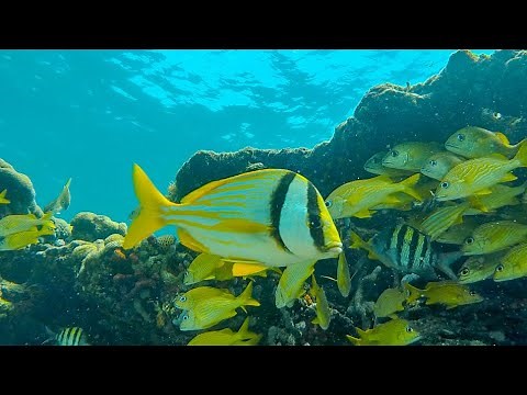 Beautiful and RELAXING Underwater Coral Reef Fish! (Snorkeling in Florida)