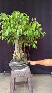 🫒update on the ficus benjamina bonsai’s condition one month after the total pruning #bonsaitree #bonsaiindonesia #bonsaimini #bonsai #fblifestyle #gardening | Ara Jaber Bonsai
