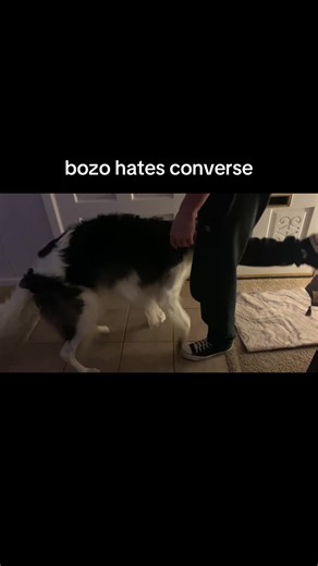 Borzoi Love: Why We Adore Converse