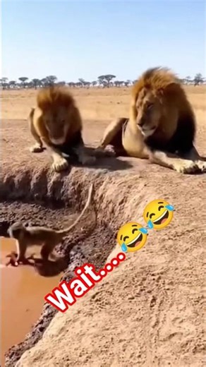 A monkey slaps a lion | Comedy Video | Funny Video | #animals #animalcomedy