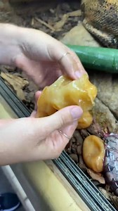 Most snakes lay eggs, but vipers and boas actually give live birth! - - - - - - - - - - _fix_011 #babyanimals #reptilekeeper #reptilesoftiktok #birth #themoreyouknow #circleoflife #interesting #pets #reptok | Paul Gagnon