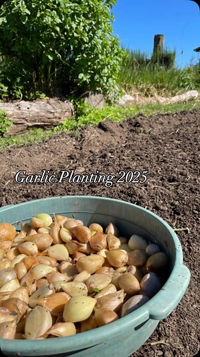 We got our beautiful garlic bulbs in the ground finally! It’s been a crazy planting season filled with delays due to the endless rain. Any sunny day we get is filled with furious transplanting, sowing, and mulching. And we had to squeeze in garlic planting to boot! Thankfully and very serendipitously we had a wave of woofers to help us right at the critical moments along with Timbo and of course Mr Luigi. We got 901 cloves planted in the ground, our biggest planting yet. We are looking forward t