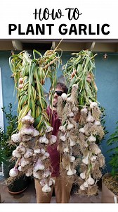 🧄 Tips on planting garlic for a great harvest!👇🏼 . • In most places, gardeners plant garlic in the fall (September to November) to harvest the following summer. Yes, it survives freezing cold winters! Especially hardneck varieties, and if deeply mulched. In fact, most garlic needs exposure to cold to grow well, called vernalization (explained more below) • Break up bulbs into individual cloves a few days before planting, but leave the papery skin on. Plant the biggest and best cloves! • In ad