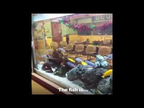 Dank Meme: The Fish Are Drowning!