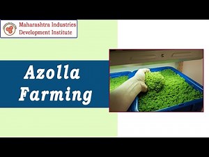 Azolla Farming Business