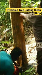 🔥 Timber! Crazy Big Tree Goes DOWN! #shortvideo #timber