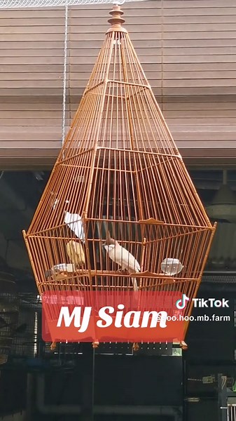 MJ Siam#